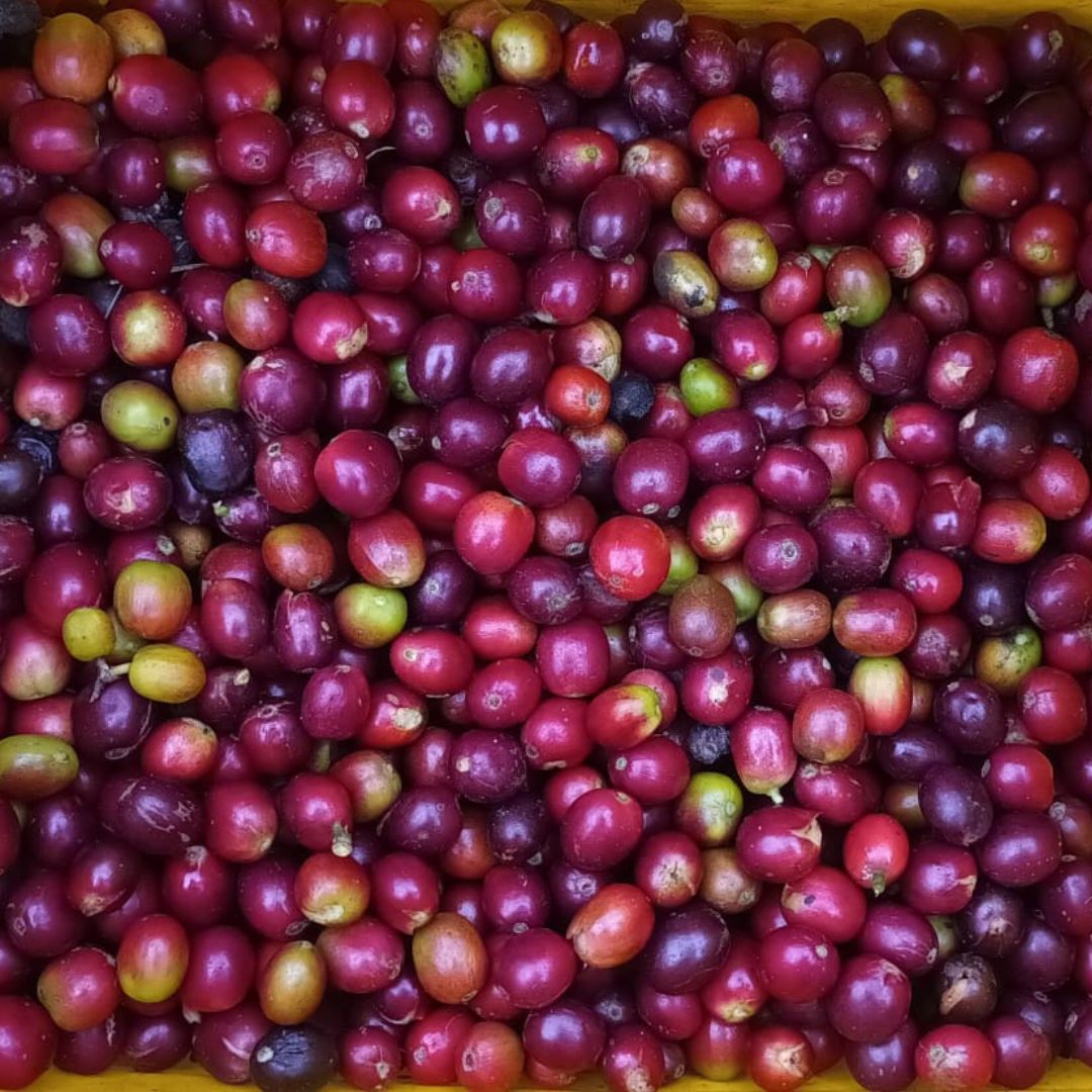 Lehodot Specialty Whole Coffee Beans - 5.5 lb Bag