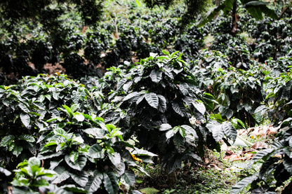 ORIGINS HOUSE Specialty-Grade Colombian Coffee: Whole Coffee Beans - 85 Cupping Score