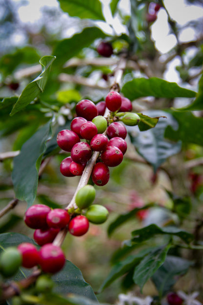 ORIGINS HOUSE Specialty-Grade Colombian Coffee: Whole Coffee Beans - 85 Cupping Score