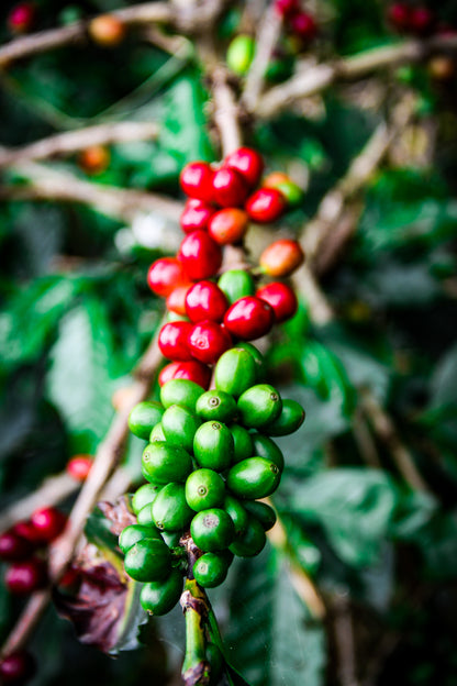 ORIGINS HOUSE Specialty-Grade Colombian Coffee: Whole Coffee Beans - 85 Cupping Score